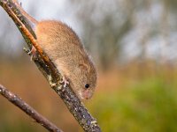 Harvest mouse is running  Harvest mouse is running along a branch : Micromys minutus, Netherlands, animal, brown, climbing, cute, ears, environment, european, fauna, green, habitat, harvest mouse, holland, leaf, litter, macro, mammal, micromys, mouse, natural, nature, peeking, plant, rodent, sitting, small, watching, wild, wildlife, yellow