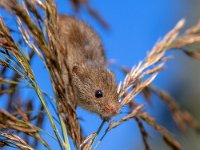 Harvesting Mouse (Micromys minutus) in Reed Plume against Blue Sky  Harvesting Mouse climbing in Reed, it's natural habitat : Netherlands, animal, background, balance, blue, brown, cane, close-up, closeup, color, colorful, country, countryside, cute, ear, farm, fauna, field, flower, fluffy, fur, grass, habitat, hair, harvest, landscape, little, macro, mammal, micromys, minutus, mouse, natural, nature, pest, plume, portrait, reed, rodent, shy, sky, small, stem, sweet, tail, tiny, wild, wildlife