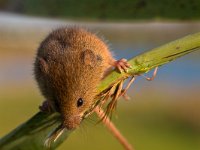 Harvest mouse on reed stem  Harvest mouse (Micromys minutus) is looking down from reed stem : animal, balance, british, brown, burrows, cane, cheese, close-up, color, colorful, countryside, cultivation, cute, domestic, dwarf, farm, field, flavor, flavorful, fluffy, fur, habitat, hair, harvest, house, little, mammal, micromys, minutus, mouse, natural, nature, nose, paw, pest, reed, rodent, shy, small, stem, sweet, tail, uk, wild, wildlife