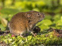 Field vole natural environment  Field vole or short-tailed vole (Microtus agrestis) walking in natural habitat green forest environment. : Field Vole, Microtus, Microtus agrestis, Netherlands, agrestis, animal, background, bank, bank vole, beautiful, biology, brown, closeup, color, countryside, cute, ears, ecology, environment, european, fauna, field, forest, fur, grass, green, habitat, leaf, looking, macro, mammal, mice, moss, mouse, natural, nature, pest, plant, rodent, sitting, small, sweet, uk, vole, walking, wild, wildlife, wood