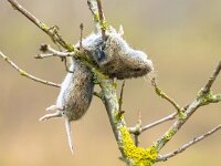 Vole mouse impaled by Great Grey Shrike  Vole mouse impaled on thorn by the great grey shrike (Lanius excubitor). This is a large songbird species in the shrike family. Typically, at least half the prey biomass is made up from small rodents. : Microtus arvalis, adult, animal, beak, beautiful, bird, bird flu, birds, birdwatching, black, booty, bush, catch, cautious, closeup, common, dinner, environment, europe, european, evening, flight, food, forest, grey, hunting, lanius, lanius excubitor, mammal, meat, mouse, nature, nice, ornithology, park, perched, predator, prey, prudent, raptor, shrike, spring, summer, thorn, tree, twig, vole, wild, wildlife