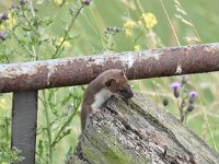 Mustela erminea 24, Hermelijn, Saxifraga-Luuk Vermeer