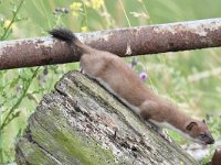 Mustela erminea 30, Hermelijn, Saxifraga-Luuk Vermeer