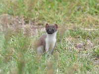 Mustela erminea 38, Hermelijn, Saxifraga-Luuk Vermeer