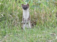 Mustela erminea 5, Hermelijn, Saxifraga-Luuk Vermeer