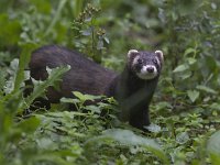 Mustela putorius 10, Bunzing, Saxifraga-Mark Zekhuis