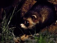 Mustela putorius 18, Bunzing, Saxifraga-Bart Vastenhouw