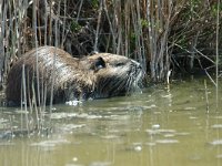 Myocastor coypus 3, Beverrat, Saxifraga-Jan van der Straaten