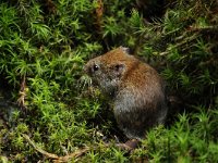 Myodes glareolus 15, Rosse woelmuis, Saxifraga-Luuk Vermeer