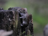 Myodes glareolus 17, Rosse woelmuis, Saxifraga-Luuk Vermeer