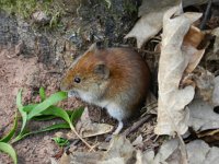 Myodes glareolus 18, Rosse woelmuis, Saxifraga-Rutger Barendse