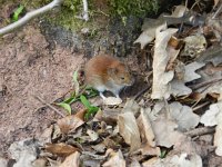 Myodes glareolus 20, Rosse woelmuis, Saxifraga-Rutger Barendse