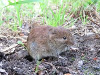 Myodes glareolus 6, Rosse woelmuis, Saxifraga-Mark Zekhuis