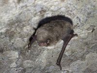 Myotis daubentonii 2, Watervleermuis, Saxifraga-Mark Zekhuis