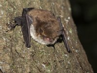 Myotis nattereri 5, Franjestaart, Saxifraga-Mark Zekhuis