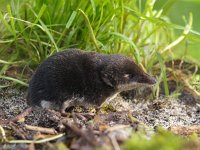 Neomys fodiens 10, Waterspitsmuis, Saxifraga-Rudmer Zwerver