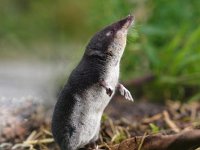 Neomys fodiens 13, Waterspitsmuis, Saxifraga-Rudmer Zwerver