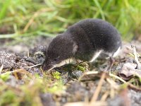 Neomys fodiens 14, Waterspitsmuis, Saxifraga-Rudmer Zwerver