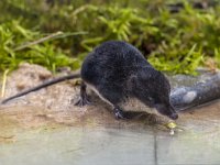 Neomys fodiens 18, Waterspitsmuis, Saxifraga-Rudmer Zwerver : shrew, water, zoogdier