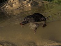 Neomys fodiens 3, Waterspitsmuis, Saxifraga-Rudmer Zwerver