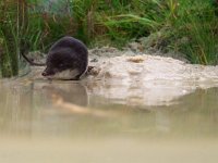 Neomys fodiens 7, Waterspitsmuis, Saxifraga-Rudmer Zwerver