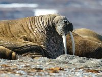 Odobenus rosmarus 13, Walrus, Saxifraga-Bart Vastenhouw