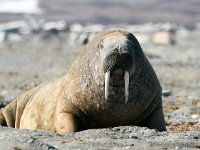 Odobenus rosmarus 14, Walrus, Saxifraga-Bart Vastenhouw