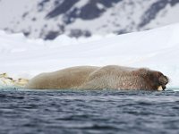 Odobenus rosmarus 15, Walrus, Saxifraga-Bart Vastenhouw