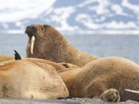 Odobenus rosmarus 17, Walrus, Saxifraga-Bart Vastenhouw