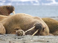 Odobenus rosmarus 24, Walrus, Saxifraga-Bart Vastenhouw