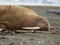 Odobenus rosmarus 28, Walrus, Saxifraga-Bart Vastenhouw