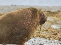 Odobenus rosmarus 29, Walrus, Saxifraga-Bart Vastenhouw