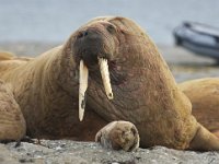 Odobenus rosmarus 33, Walrus, Saxifraga-Bart Vastenhouw