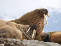 Odobenus rosmarus 40, Walrus, Saxifraga-Bart Vastenhouw