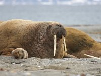 Odobenus rosmarus 41, Walrus, Saxifraga-Bart Vastenhouw