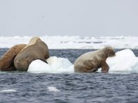 Odobenus rosmarus 42, Walrus, Saxifraga-Bart Vastenhouw