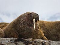 Odobenus rosmarus 43, Walrus, Saxifraga-Bart Vastenhouw