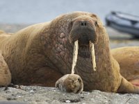 Odobenus rosmarus 52, Walrus, Saxifraga-Bart Vastenhouw