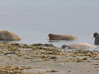 Odobenus rosmarus 54, Walrus, Saxifraga-Bart Vastenhouw