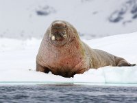 Odobenus rosmarus 56, Walrus, Saxifraga-Bart Vastenhouw