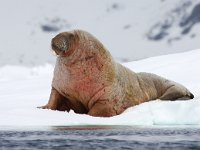 Odobenus rosmarus 57, Walrus, Saxifraga-Bart Vastenhouw