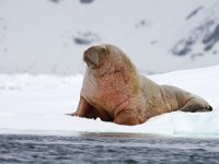 Odobenus rosmarus 58, Walrus, Saxifraga-Bart Vastenhouw