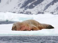 Odobenus rosmarus 59, Walrus, Saxifraga-Bart Vastenhouw