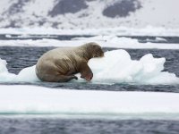 Odobenus rosmarus 60, Walrus, Saxifraga-Bart Vastenhouw