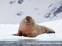 Odobenus rosmarus 61, Walrus, Saxifraga-Bart Vastenhouw