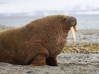 Odobenus rosmarus 63, Walrus, Saxifraga-Bart Vastenhouw