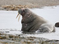 Odobenus rosmarus 64, Walrus, Saxifraga-Bart Vastenhouw