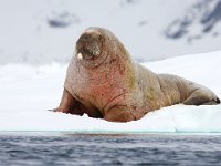 Odobenus rosmarus 65, Walrus, Saxifraga-Bart Vastenhouw