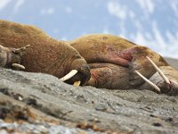 Odobenus rosmarus 67, Walrus, Saxifraga-Bart Vastenhouw