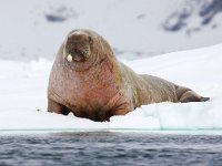 Odobenus rosmarus 68, Walrus, Saxifraga-Bart Vastenhouw